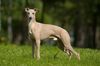 Profile picture of the animal