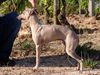 Profile picture of the animal