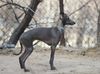 Profile picture of the animal