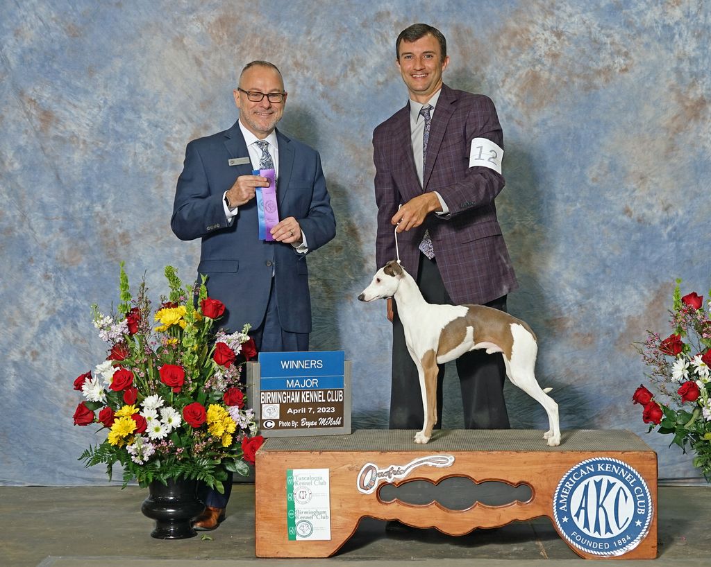 Daniel Setzman Italian Greyhound - The Breed Archive