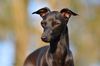 Profile picture of the animal