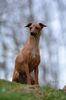 Profile picture of the animal