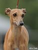 Profile picture of the animal