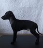 Profile picture of the animal