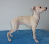 Profile picture of the animal