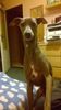 Profile picture of the animal