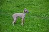 Profile picture of the animal