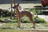 Profile picture of the animal