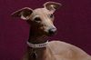 Profile picture of the animal