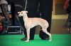 Profile picture of the animal