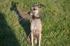 Profile picture of the animal