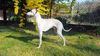 Profile picture of the animal