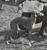 Profile picture of the animal