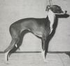 Profile picture of the animal