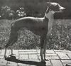Profile picture of the animal