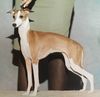 Profile picture of the animal