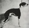 Profile picture of the animal