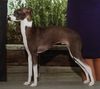 Profile picture of the animal