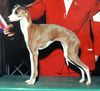 Profile picture of the animal