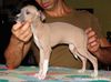 Profile picture of the animal