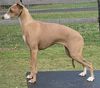 Profile picture of the animal