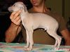 Profile picture of the animal