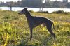 Profile picture of the animal