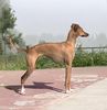 Profile picture of the animal