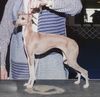 Profile picture of the animal