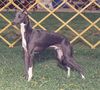 Profile picture of the animal