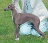Profile picture of the animal