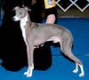 Profile picture of the animal