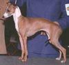 Profile picture of the animal