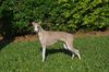 Profile picture of the animal