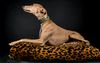 Profile picture of the animal