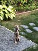 Profile picture of the animal