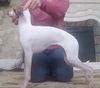 Profile picture of the animal