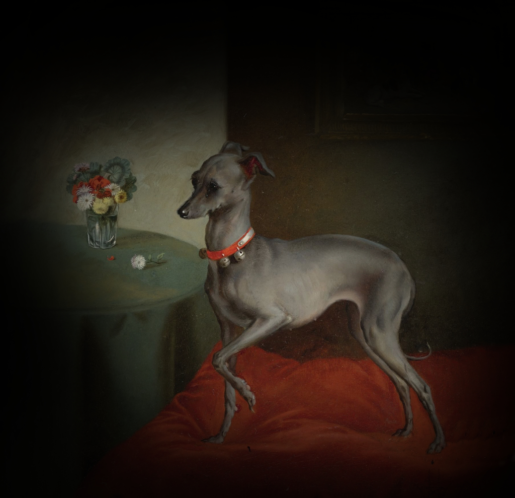 Italian Greyhound The Breed Archive